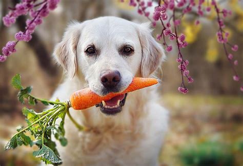 10 Healthy Fruits And Vegetables To Feed Your Dog