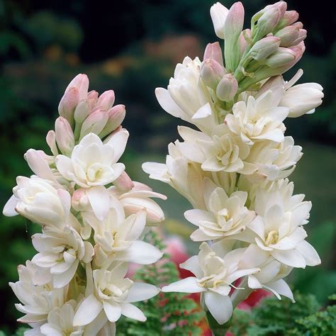 Buy Hawaiian Garland Flower Or Tuberose Polianthes Tuberosa The Pearl