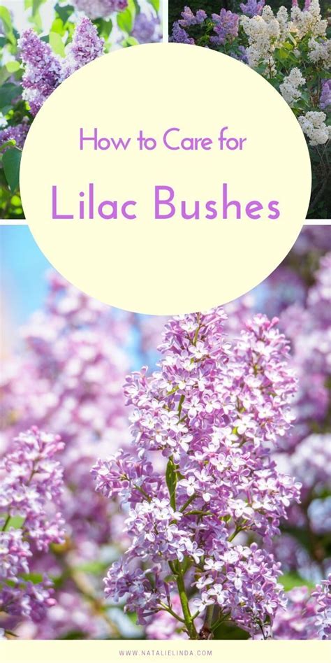 How To Grow A Lilac Bush For Beautiful Blooms In The Spring Natalie