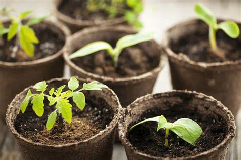 Though not particularly elegant, a five gallon plastic bucket with added drainage holes is a great size for tomato plants. How to Start Tomato Seeds