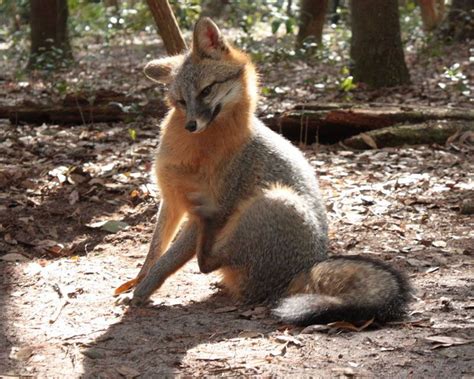 Fox Habitat Grey Fox Fox