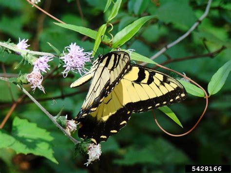 Eastern Tiger Swallowtail Papilio Glaucus
