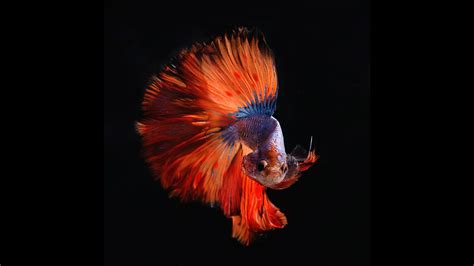 How do i know if my betta is happy? Most Expensive Betta Fish Species. - YouTube