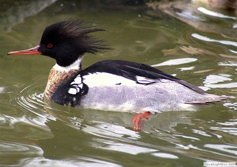 Identify Types Of Sea Ducks Photos Of Sea Ducks Wildfowl Photography