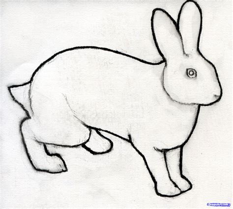 How To Sketch A Rabbit Step By Step Drawing Sheets Added By