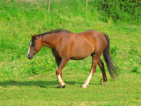 Brown Horse Walking Free Stock Photo Public Domain Pictures