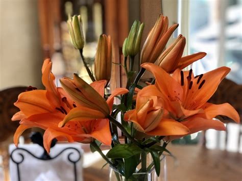 Lily Flowers Meaning Colors And Symbolism Flower Delivery Hamilton