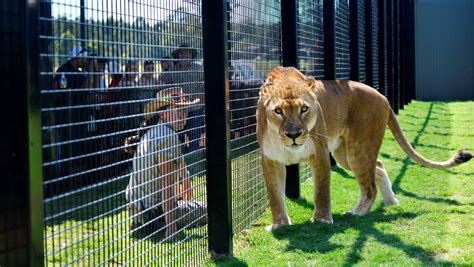 Lion Enclosure Opens At Hunter Valley Zoo Photos Video The