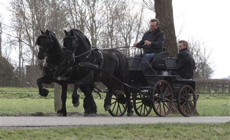 8 Best Beautiful Friesians For The Carriage Images On Pinterest