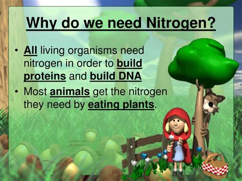 To do this requires three types of microorganisms. PPT - What is the Nitrogen Cycle? PowerPoint Presentation ...