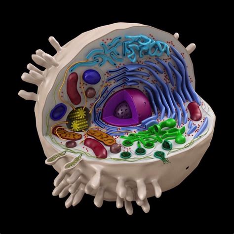 Cells Are The Fundamental Units Of Life Whether They Be Unicellular Or