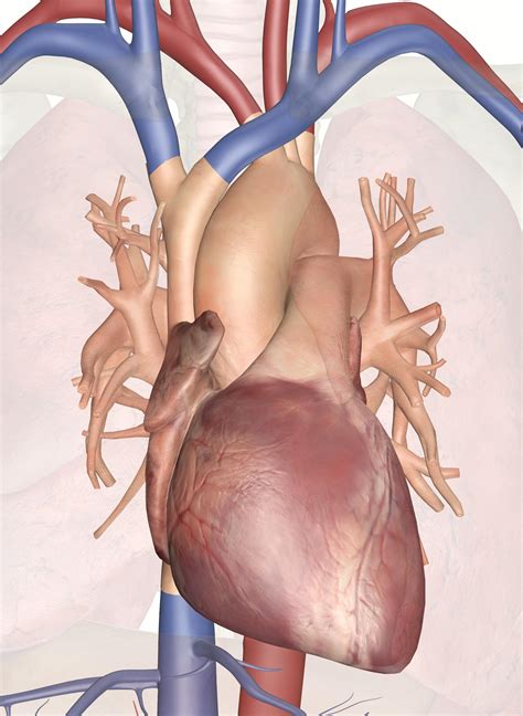 Anatomically Correct Human Heart Diagram