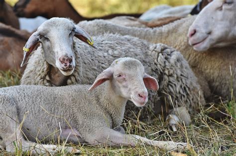 España Es Declarada Oficialmente Indemne De Brucelosis Ovina Y Caprina