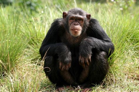 Chimpanzee Facts History Useful Information And Amazing Pictures