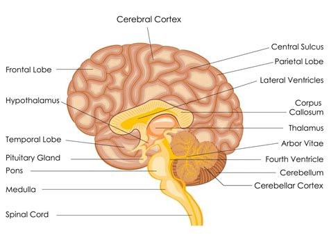 What Are Brain Ventricles With Pictures