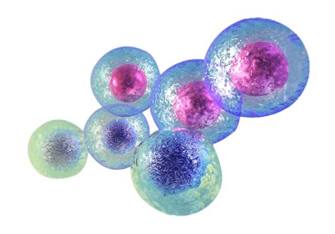Cells Png Transparent Images