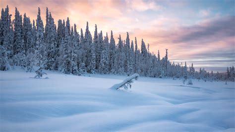 Desktop Wallpaper Snow Layer Frozen Trees Winter Morning Hd Image