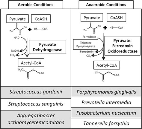 Pyruvate Metabolism In Aerobic And Anaerobic Bacteria Under Aerobic
