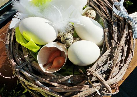 Free Images Food Bird Nest Floristry Egg Shells Floral Design White Eggs Easter Flower