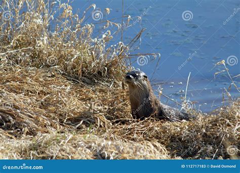 An Otter Harvesting Grass Stock Image Image Of Background 112717183