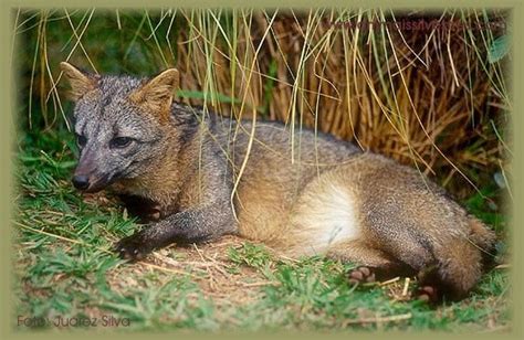 Fauna E Flora Do Rn Raposinha Do Matocerdocyon Thous Fauna Do Rio