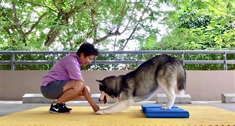 Canine Fitness Training Tailored For Your Dog