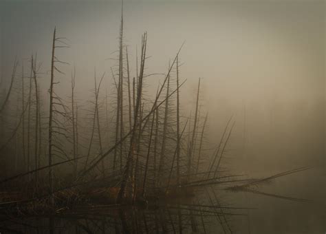 Free Images Horizon Swamp Branch Light Cloud Sky Fog Sunrise