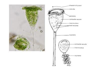 Ciliata Pengertian Ciri Reproduksi Klasifikasi Peranan Dan Alat Gerak