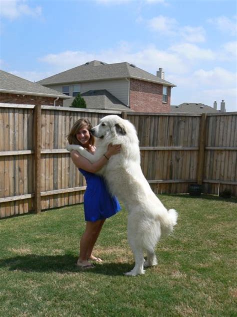 Pyrenees Puppies Great Pyrenees Puppy Pyrenean Mountain Dog Mountain