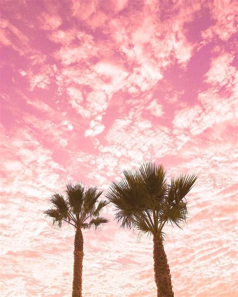 Incredible Pink Sky Palm Trees Wallpaper Ideas