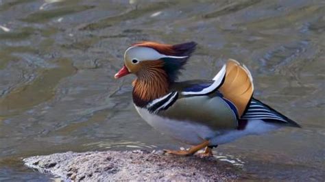 To connect with mandarin duck central park, join facebook today. Home - Mandarin Duck Central Park