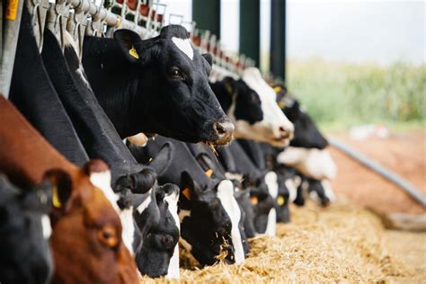 Feed Efficiency Imperative Against Inflation Dairy Global