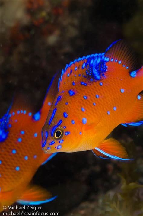 The two retinal regions of each eye, working in concert with two different curvatures of the eyeball above and below water to account for the difference in light refractivity for air and water, allow this amazing fish. Pinterest • The world's catalog of ideas