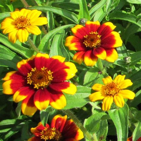 Zinnia Flowers Seeds Old Mexico Zinnia Elegans Etsy