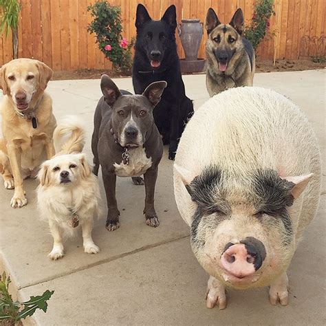 Pet Pig Grows Up With Dogs And Thinks Hes Just Like His Canine Crew