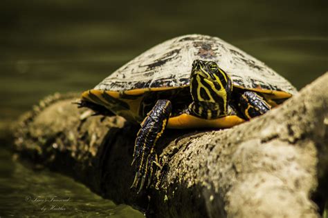 Eastern Slider Turtle Yadkin River Wilkesboro North Carolina