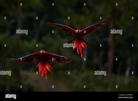 Red Parrots Flying In Dark Green Vegetation Scarlet Macaw Ara Macao