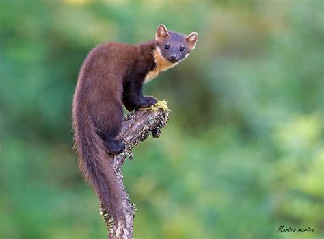 Pine Marten Thanks All For The Kind Comments Ill Try To Reciprocate