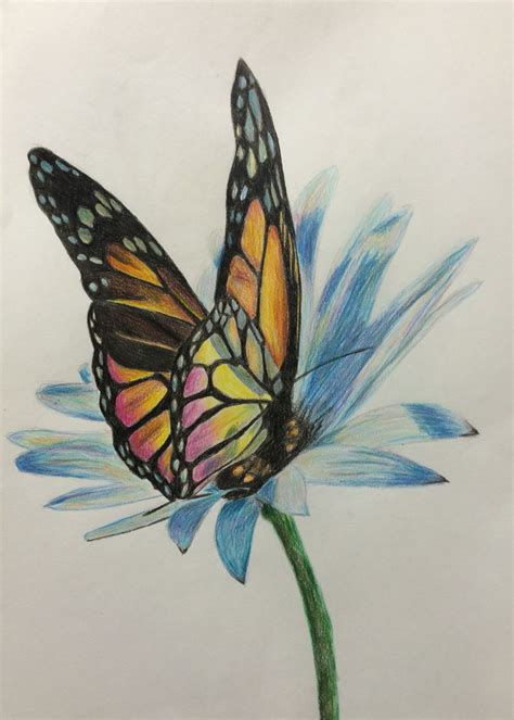 Butterfly And Flower Color Pencils Andrea Meyerholz Mariposas