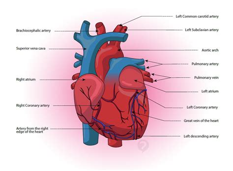 Coronary Artery Definition