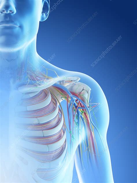 Male Shoulder Anatomy Illustration Stock Image F0266108 Science