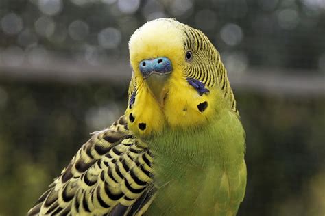 Purple Parakeets As Pets All You Need To Know Best Tips Petshoper