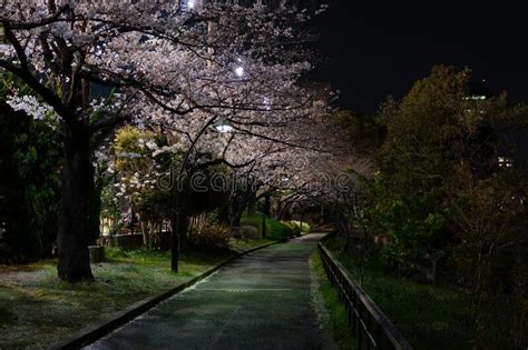 Cherry Blossoms Night View In Japan Stock Photo Image Of Landscape