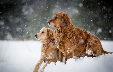Wallpaper Winter Dogs Snow Images For Desktop Section собаки Download