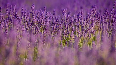 1920x1080 1920x1080 Lavender Field Lilac Nature Purple Flowers