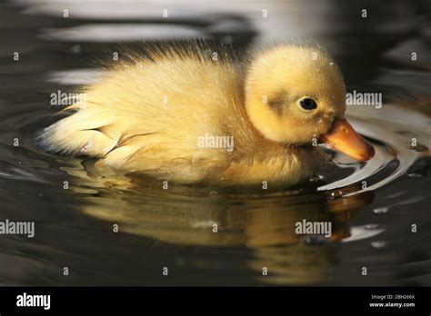 White Duck Yellow Beak High Resolution Stock Photography And Images Alamy