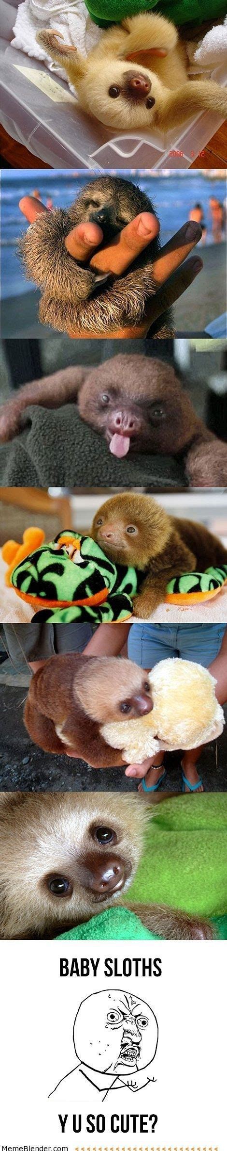 Cute Memes Baby Sloths Meme Collection Cute Baby Sloths Cute