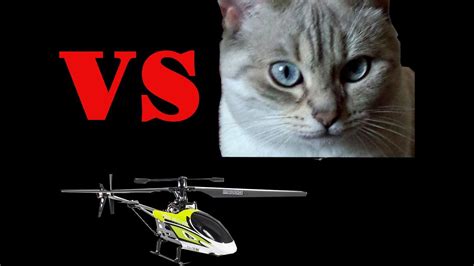 Cat Vs Helicopter Rc Youtube