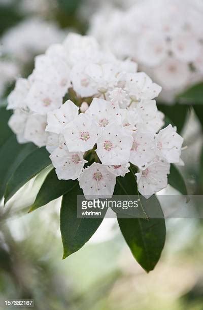 Mountain Laurels Photos And Premium High Res Pictures Getty Images