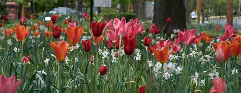 We are a full service florist specializing in wedding floral design, party decor, and funeral flowers. Connecticut's Spring Blossom Finder | Visit CT
